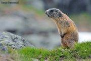 Rifugio Cevedale Marmotta