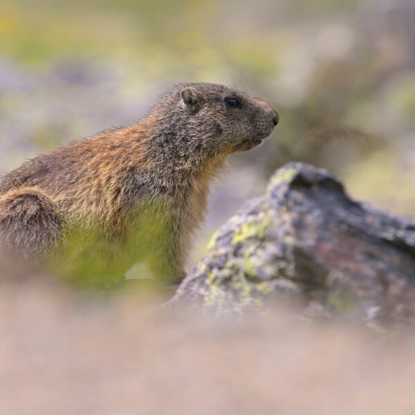 Marmotta1